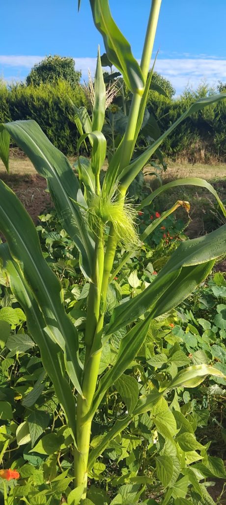 whatsapp image 2025 08 04 à 19.05.57 4e223ed4 whatsapp image 2025 08 04 à 19.05.57 4e223ed4